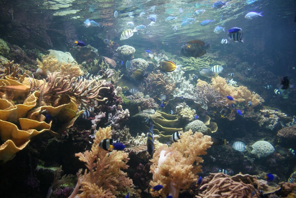 World's second longest coral reef